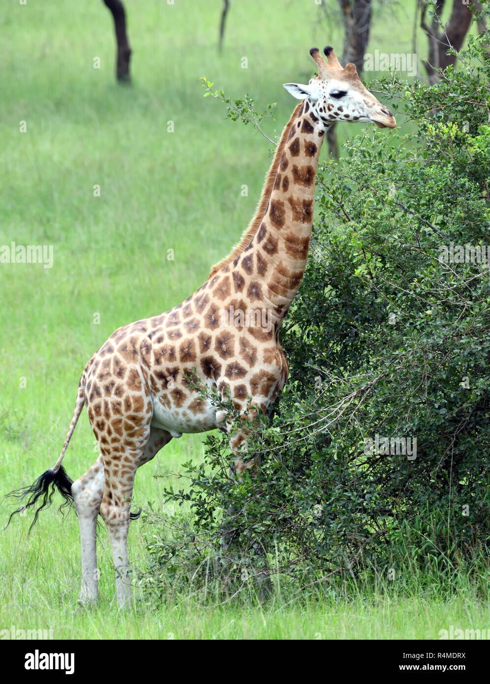 Un pericolo di Rothschild giraffe (Giraffa camelopardalis rothschildi) trasferito a fini di conservazione per il Queen Elizabeth National Park. Quee Foto Stock