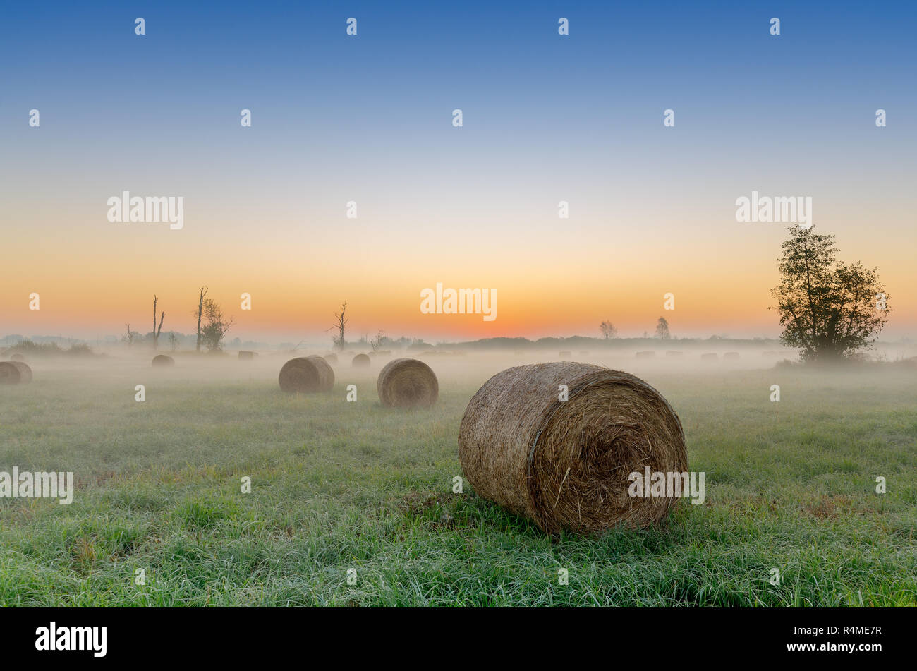 Alba autunnale su una metà di prato boschivo. Lasocin, Polonia, Mazovia provincia. Foto Stock