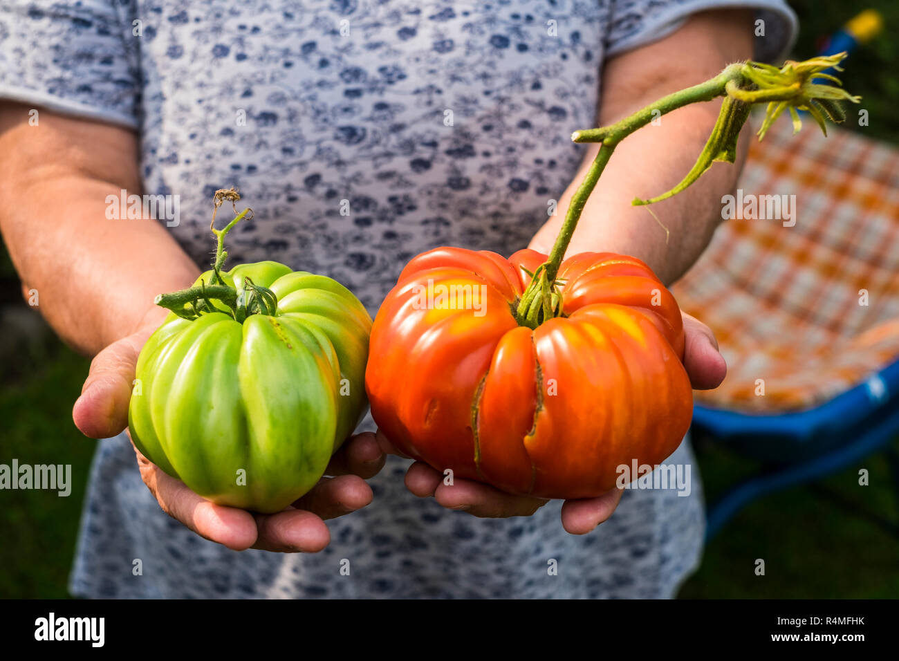 Primo piano della vecchia donna mani che mostra due grandi pomodori rosso e verde prodotta in agricoltura biologica - uno stile di vita sano cibo stagionale per vivere meglio Foto Stock Primo piano della vecchia donna mani che mostra due grandi pomodori rosso e verde prodotta in agricoltura biologica - uno stile di vita sano cibo stagionale per vivere meglio Foto Stock