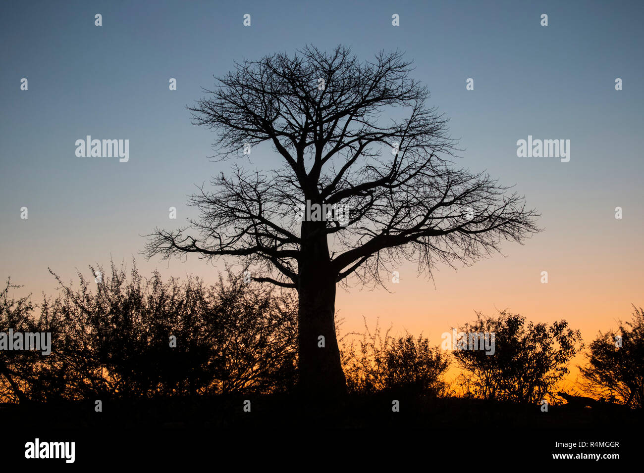 Boabab (Adansonia) tree impressionante silhouette durante il tramonto africano Foto Stock