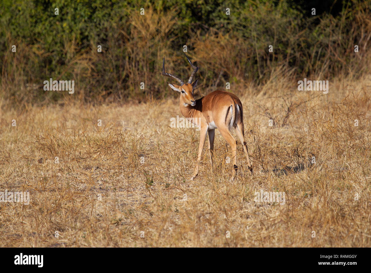 Impala Aepyceros melampus guardando sopra la sua spalla su paglia colorata prateria in Botswana Foto Stock