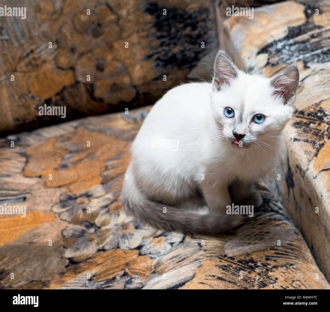 Snow-White Thai gattino ha nascosto su una sedia Foto Stock