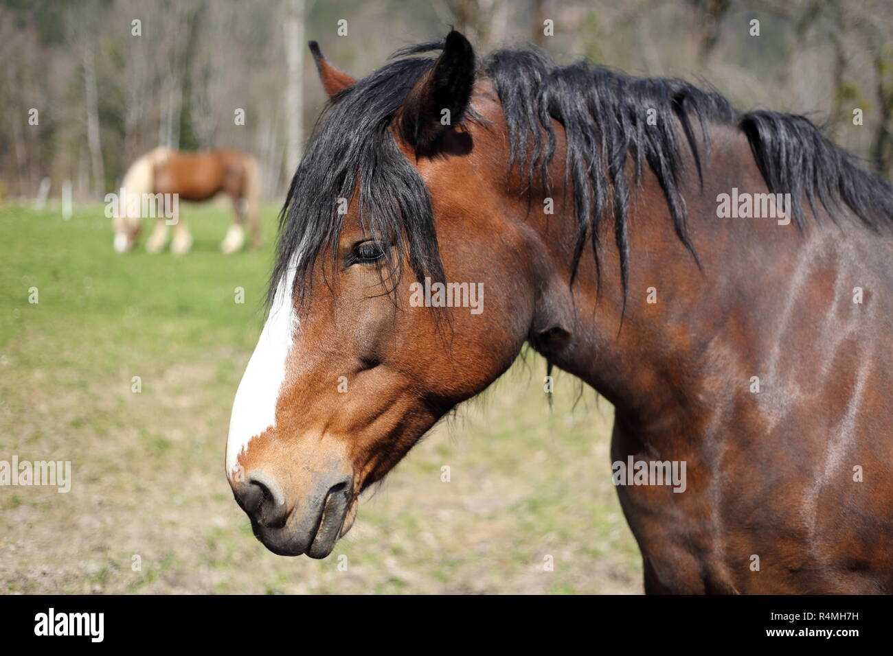 Sangue freddo cavallo Foto Stock