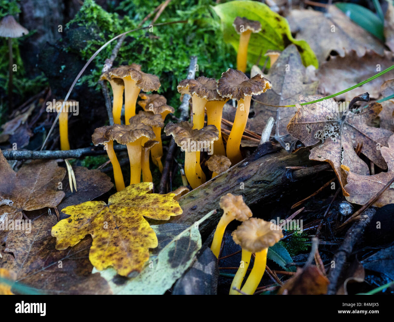 Craterellus lutescens, comunemente noto come piede giallo. / Camagrocs (Craterellus lutescens) Foto Stock
