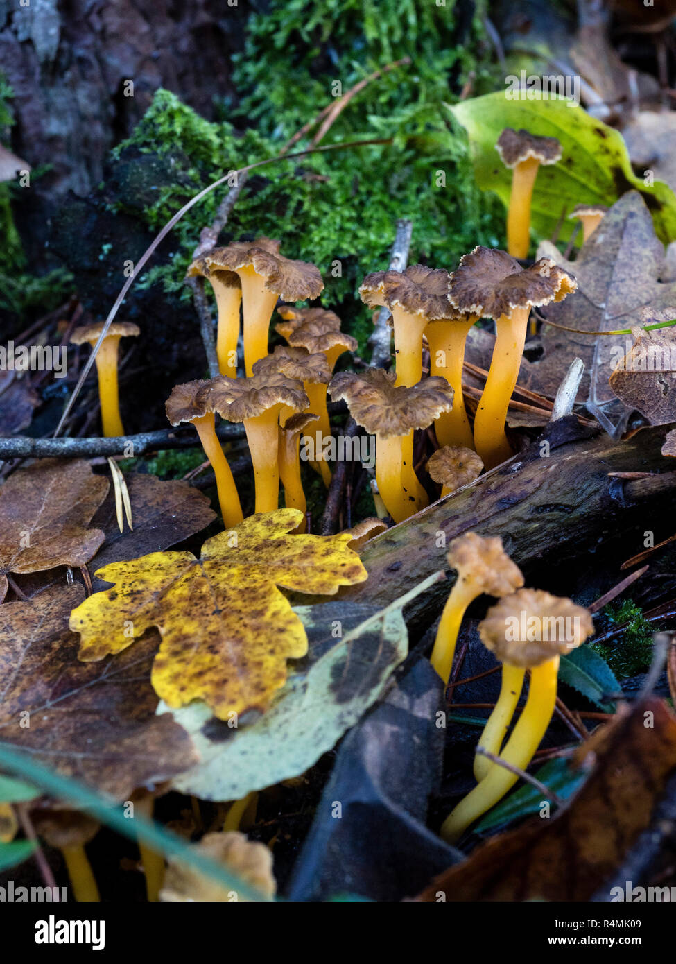 Craterellus lutescens, comunemente noto come piede giallo. / Camagrocs (Craterellus lutescens) Foto Stock