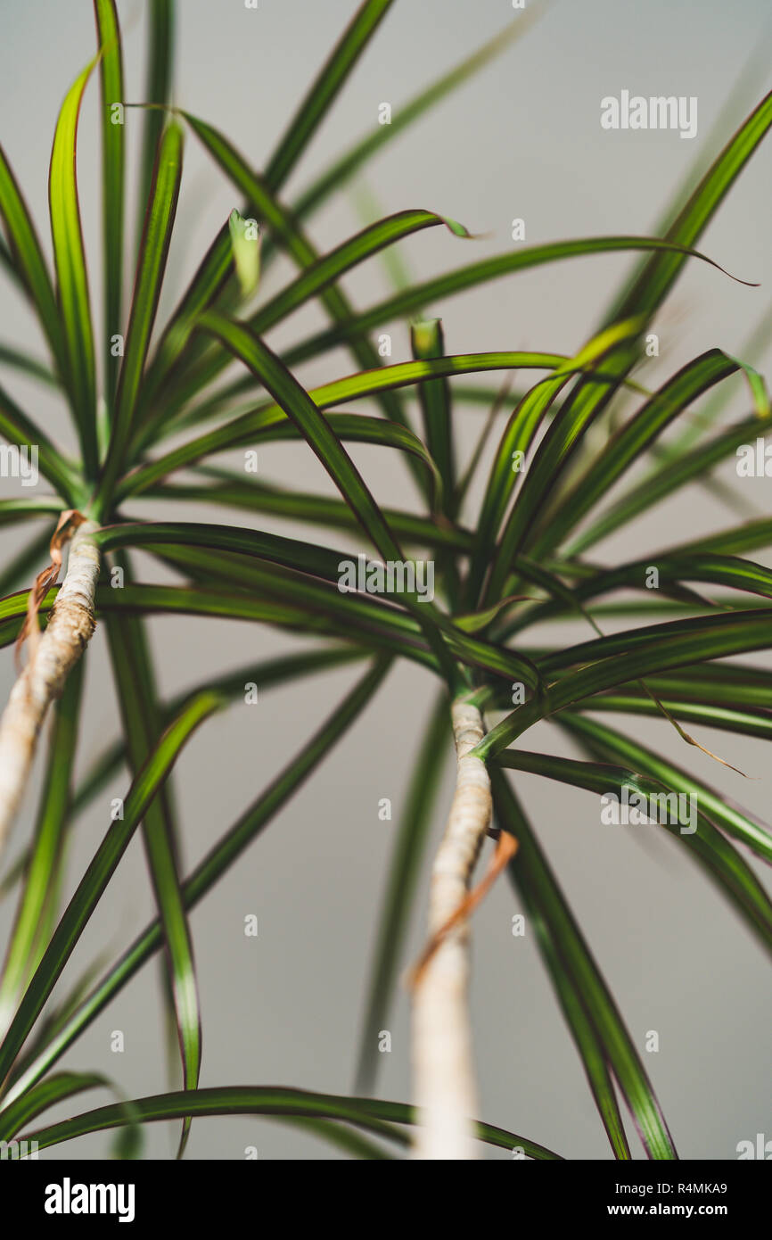Pianta verde nel soggiorno - oggetto isolato con lo sfondo bianco, Film Vintage modifica Foto Stock