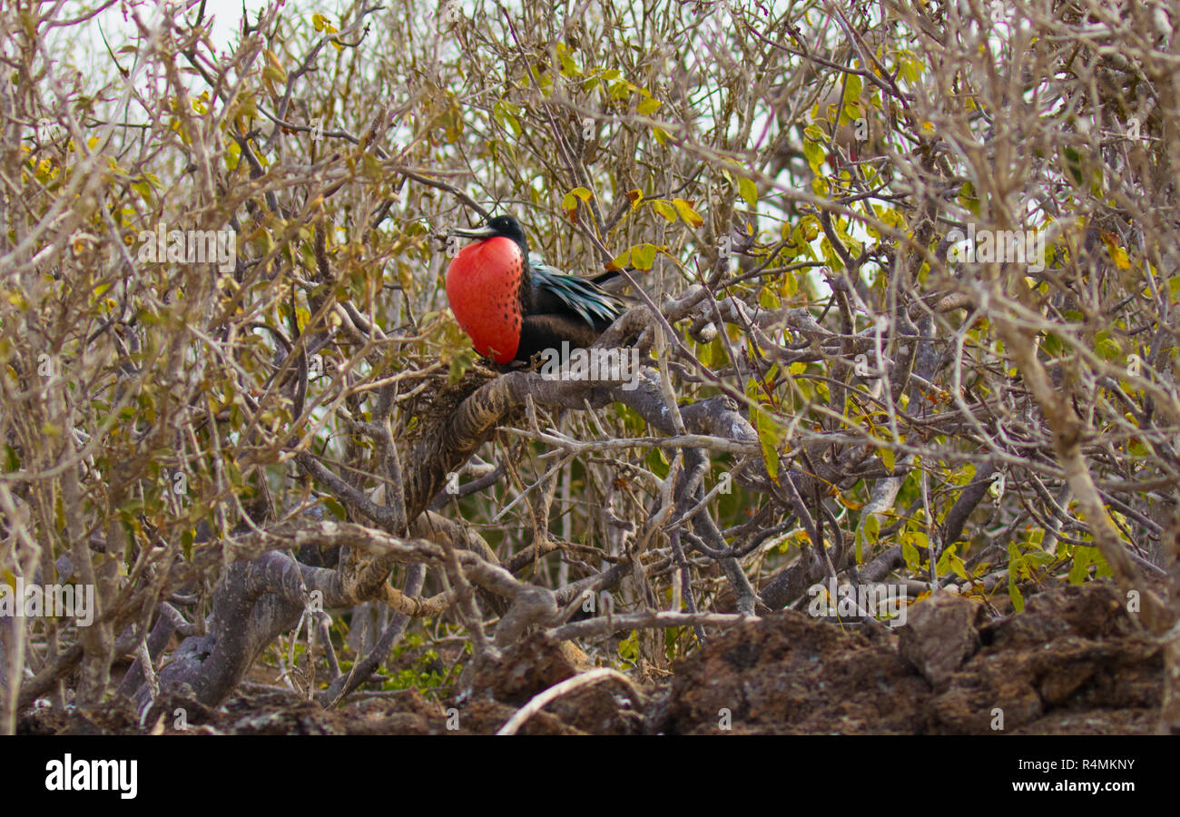 Rari ed esotici uccelli delle Isole Galapagos Foto Stock