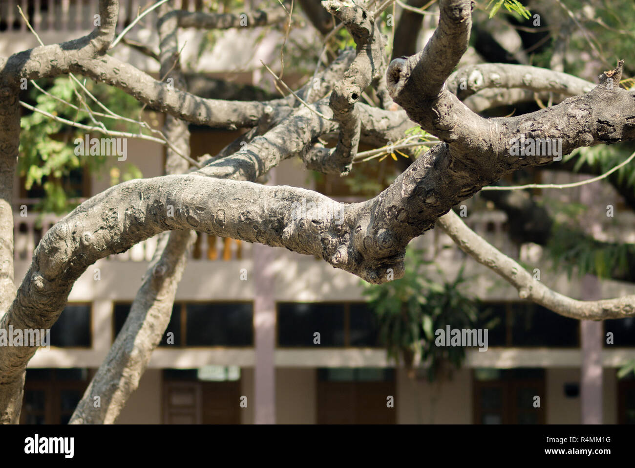 I rami degli alberi sotto la luce del sole Foto Stock
