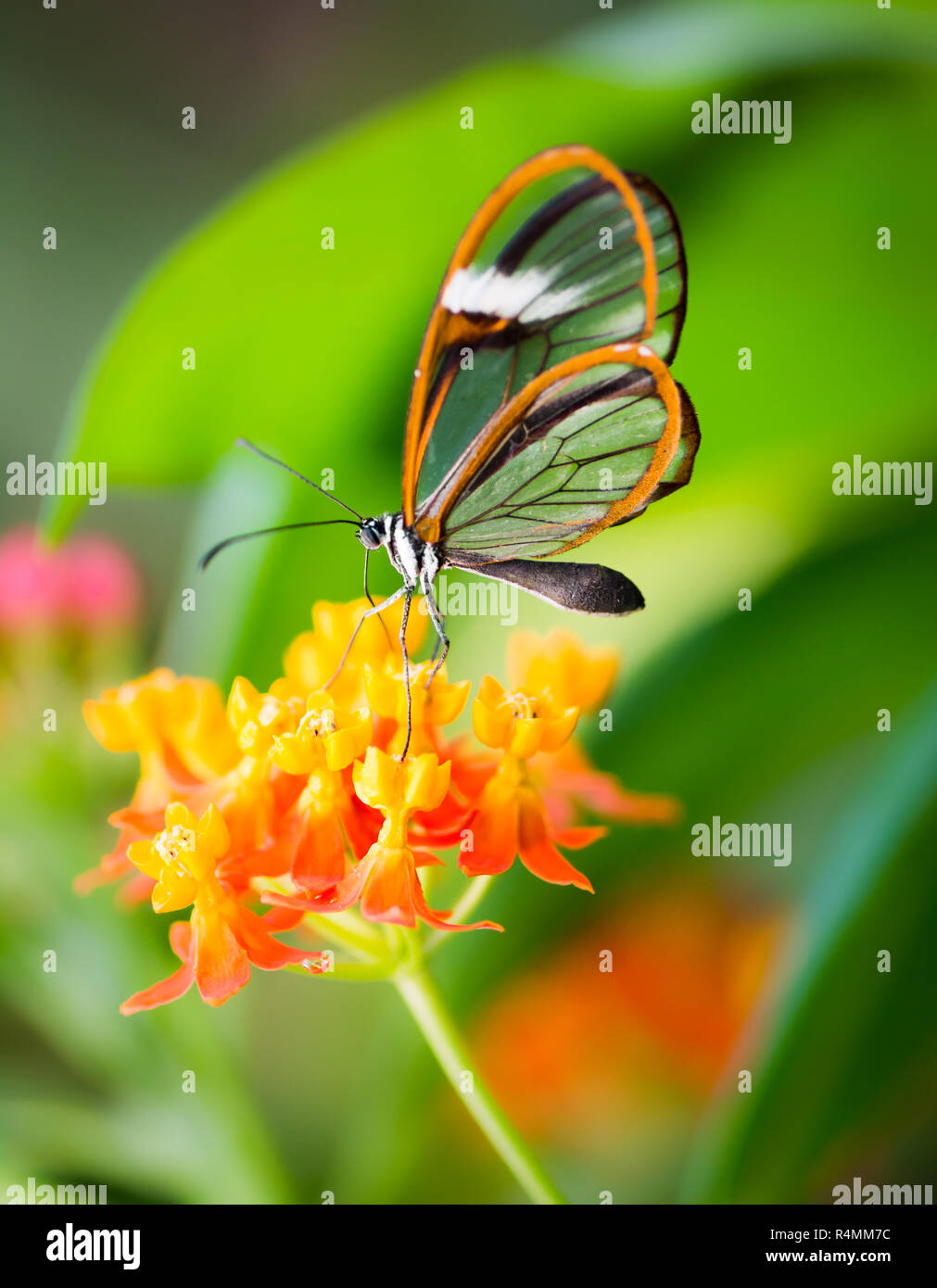 Maco di una farfalla glasswinged su un fiore Foto Stock