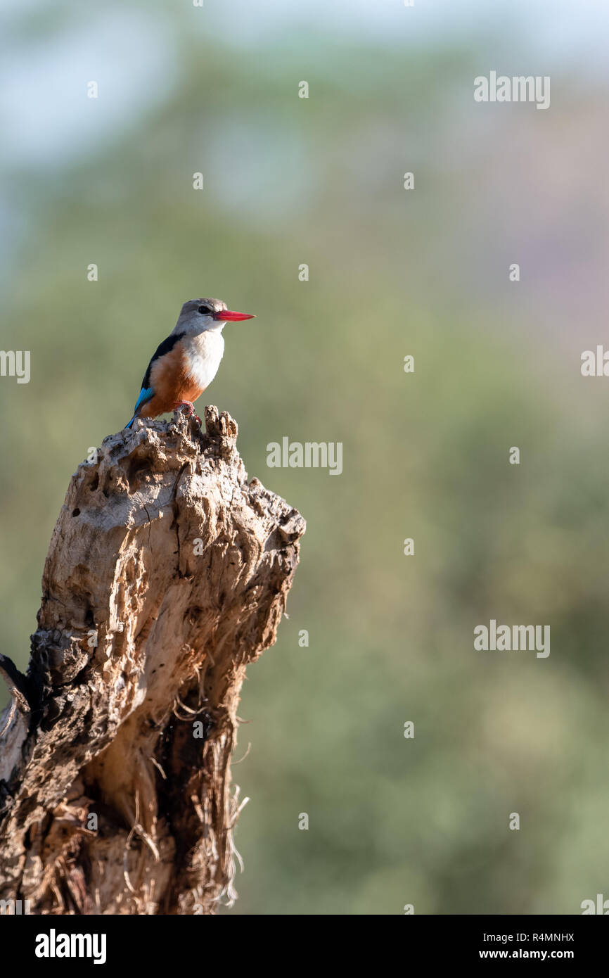 A testa grigia kingfisher (Halcyon leucocephata) in Kenya, Africa Foto Stock