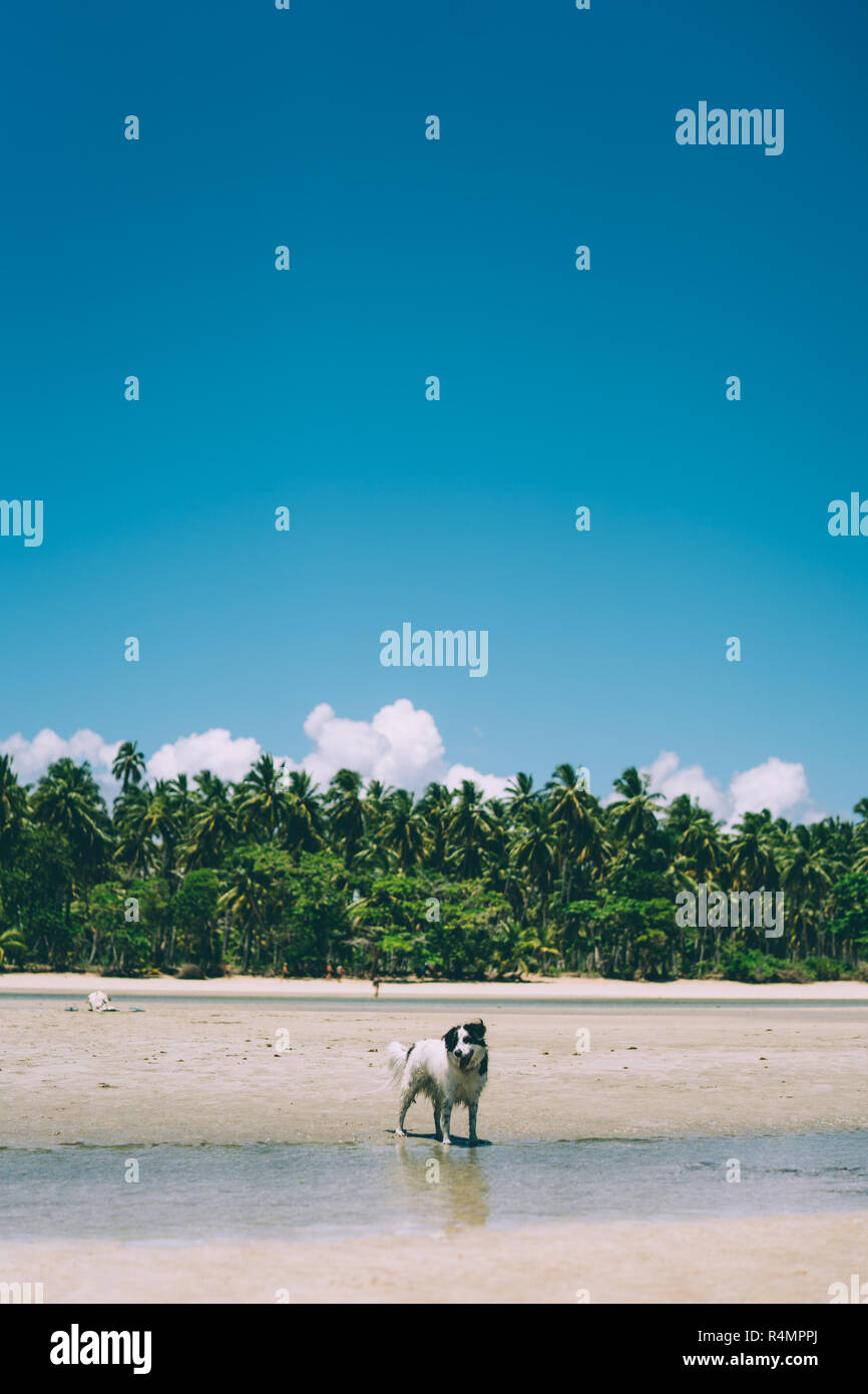 Vacanza cane osservando la natura di fronte al mare in una giornata di sole Foto Stock