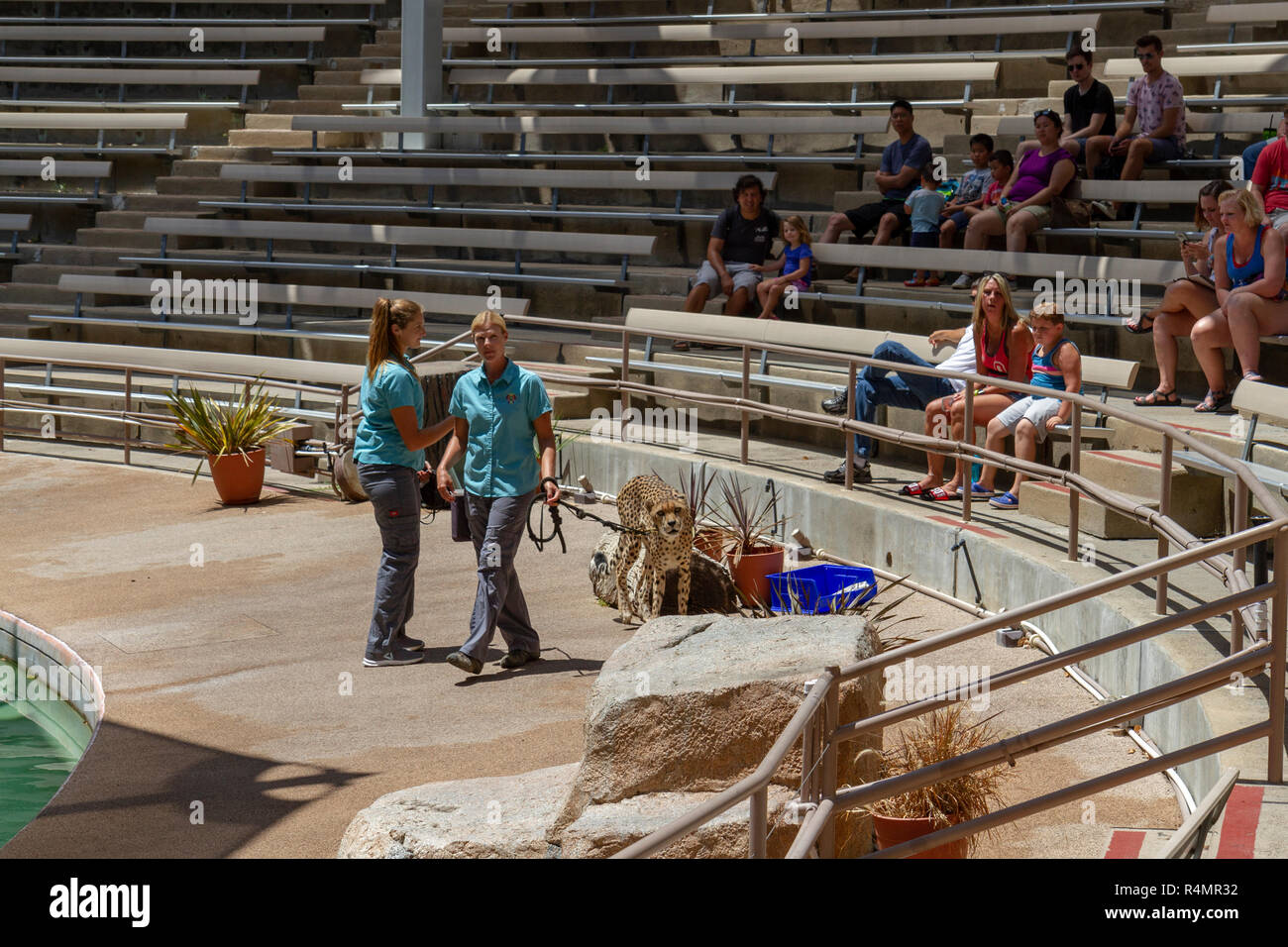 Ghepardo sul display nel selvaggio circa gli animali mostrano nella ciotola Wegeforth, lo Zoo di San Diego, il Balboa Park, California, Stati Uniti. Foto Stock