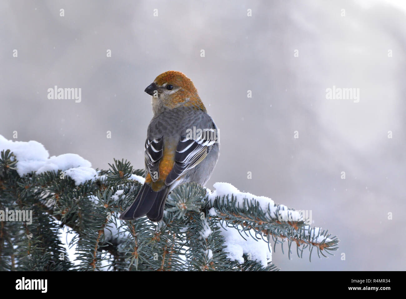 Una vista posteriore di un selvaggio femmina Grosbeak Pino (Pinicola enucleator) bird arroccato su una coperta di neve abete rosso di ramo di albero guardando indietro nelle zone rurali di Alberta può Foto Stock