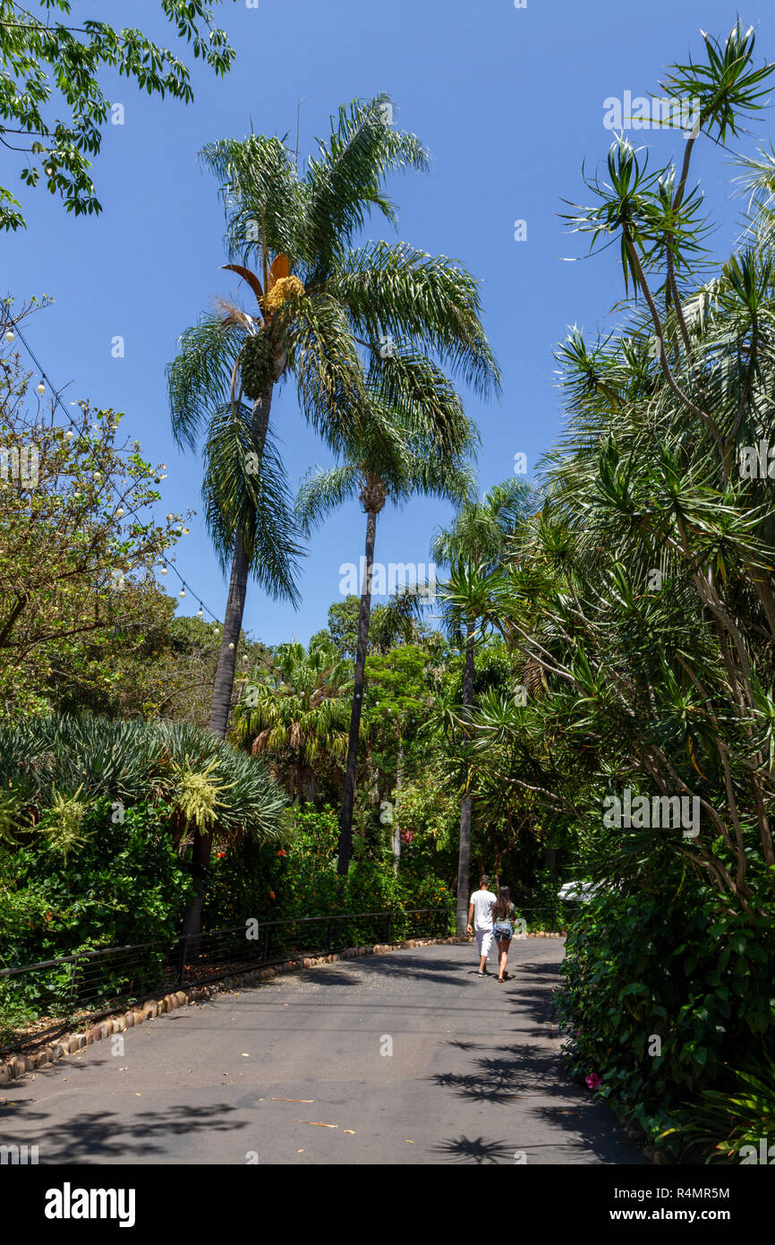 Vista generale del palm tree il percorso tipico di San Diego Zoo, Balboa Park, California, Stati Uniti. Foto Stock