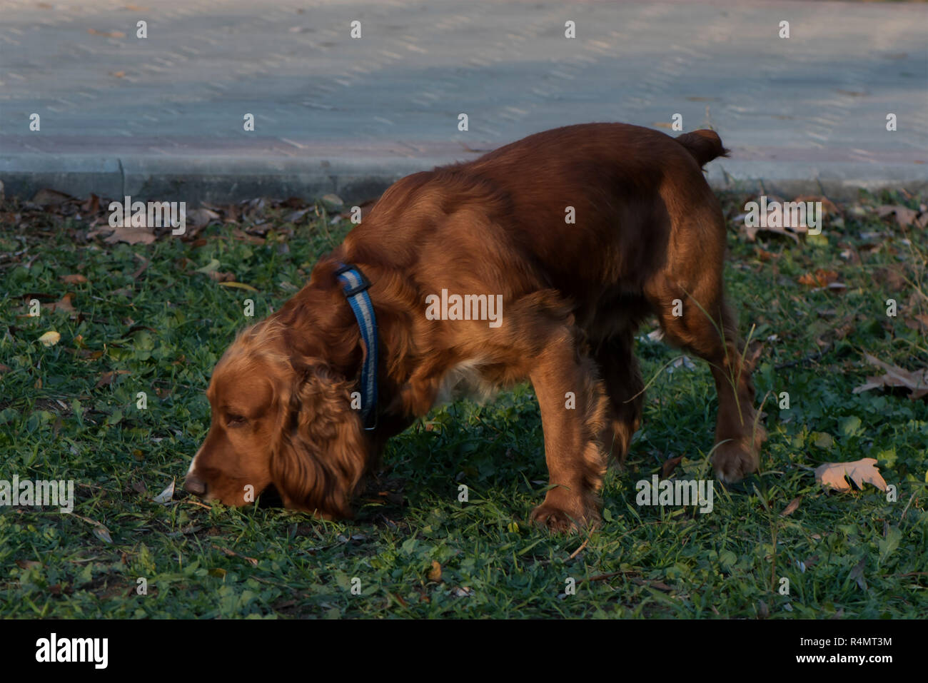 Cane di razza Cocker Spaniel corre e gioca sull'erba verde lungo il sentiero. Il cucciolo di cane fiutando qualcosa in erba Foto Stock