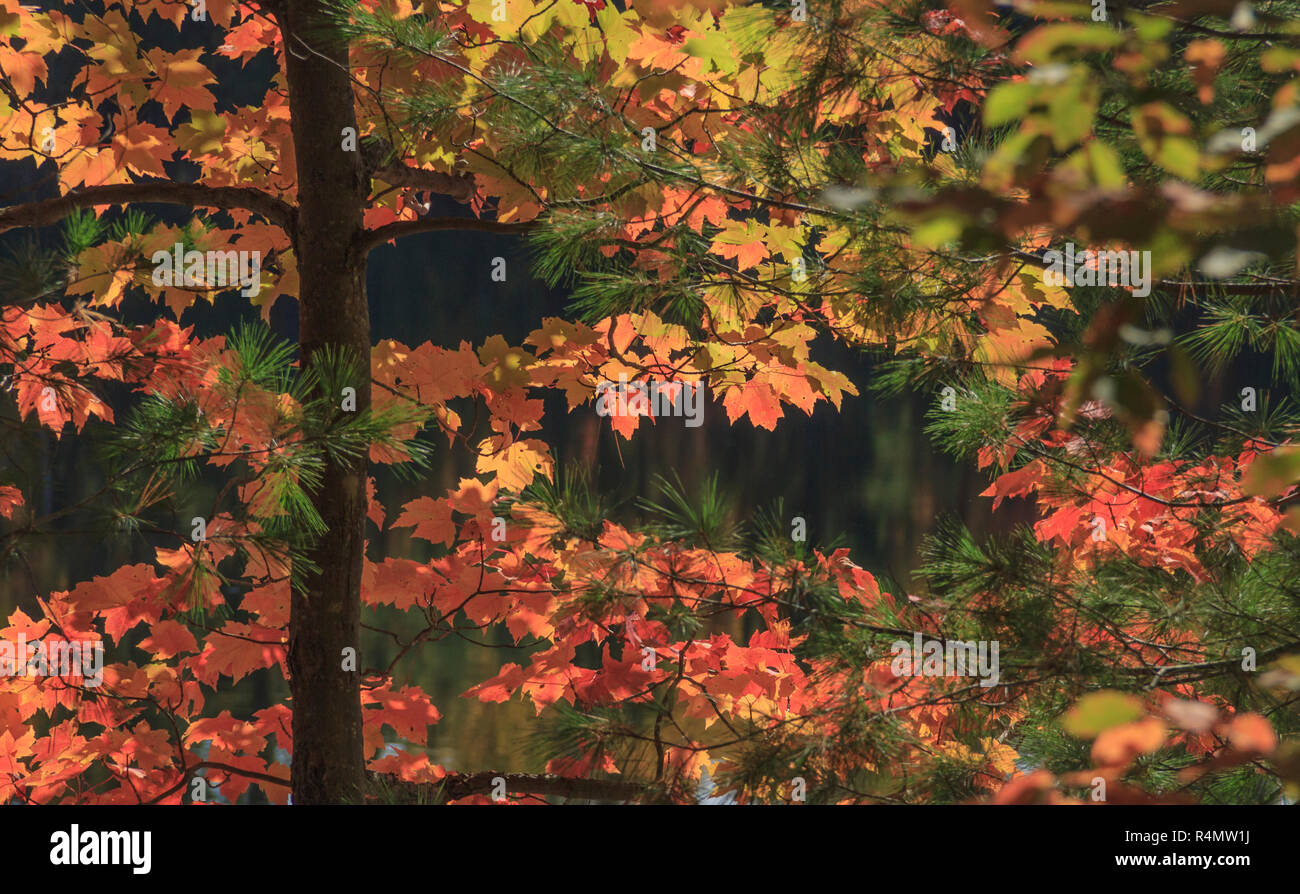 Primo piano di foglie di acero con il cambiamento di colore in autunno. Foto Stock