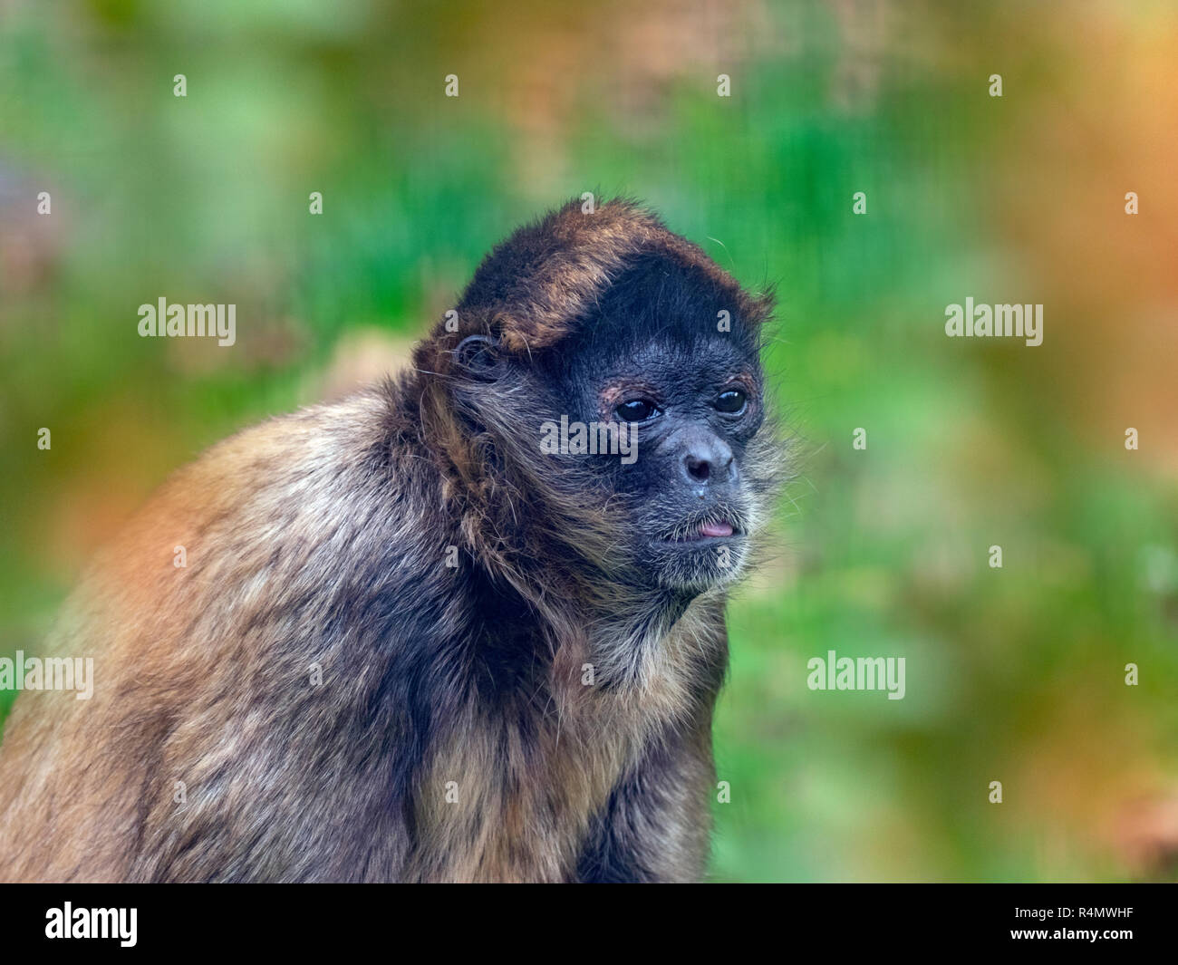 Nero-consegnato spider monkey Ateles geoffroyi Foto Stock