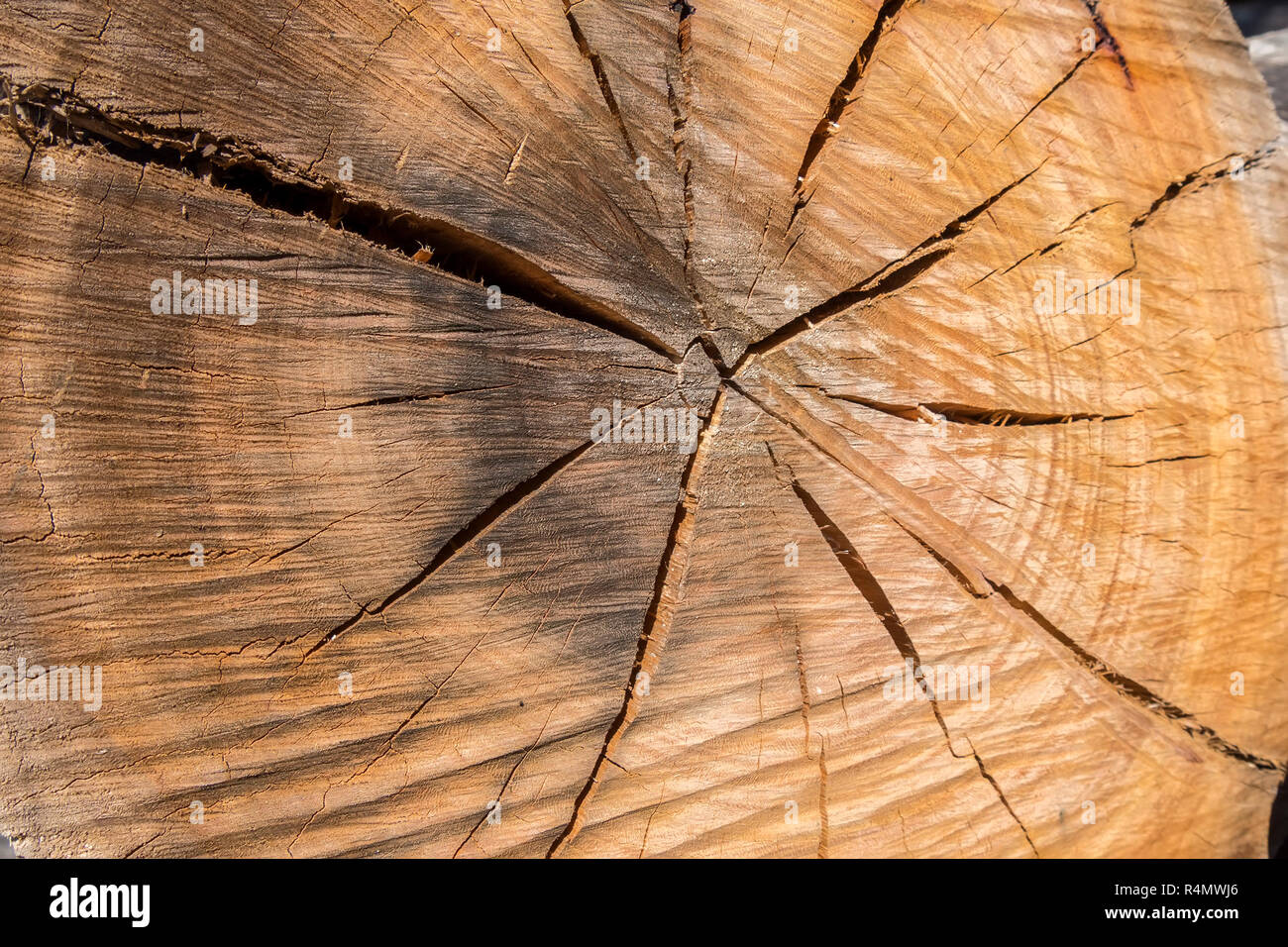 Texture di legno intagliate di tronco di albero Foto Stock