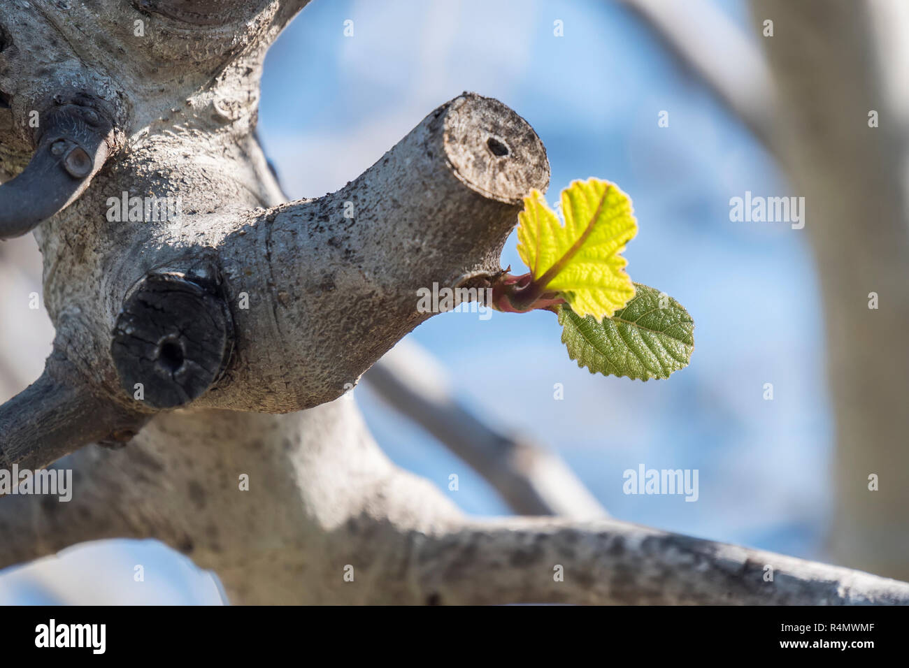 I focolai di fig in primavera Foto Stock