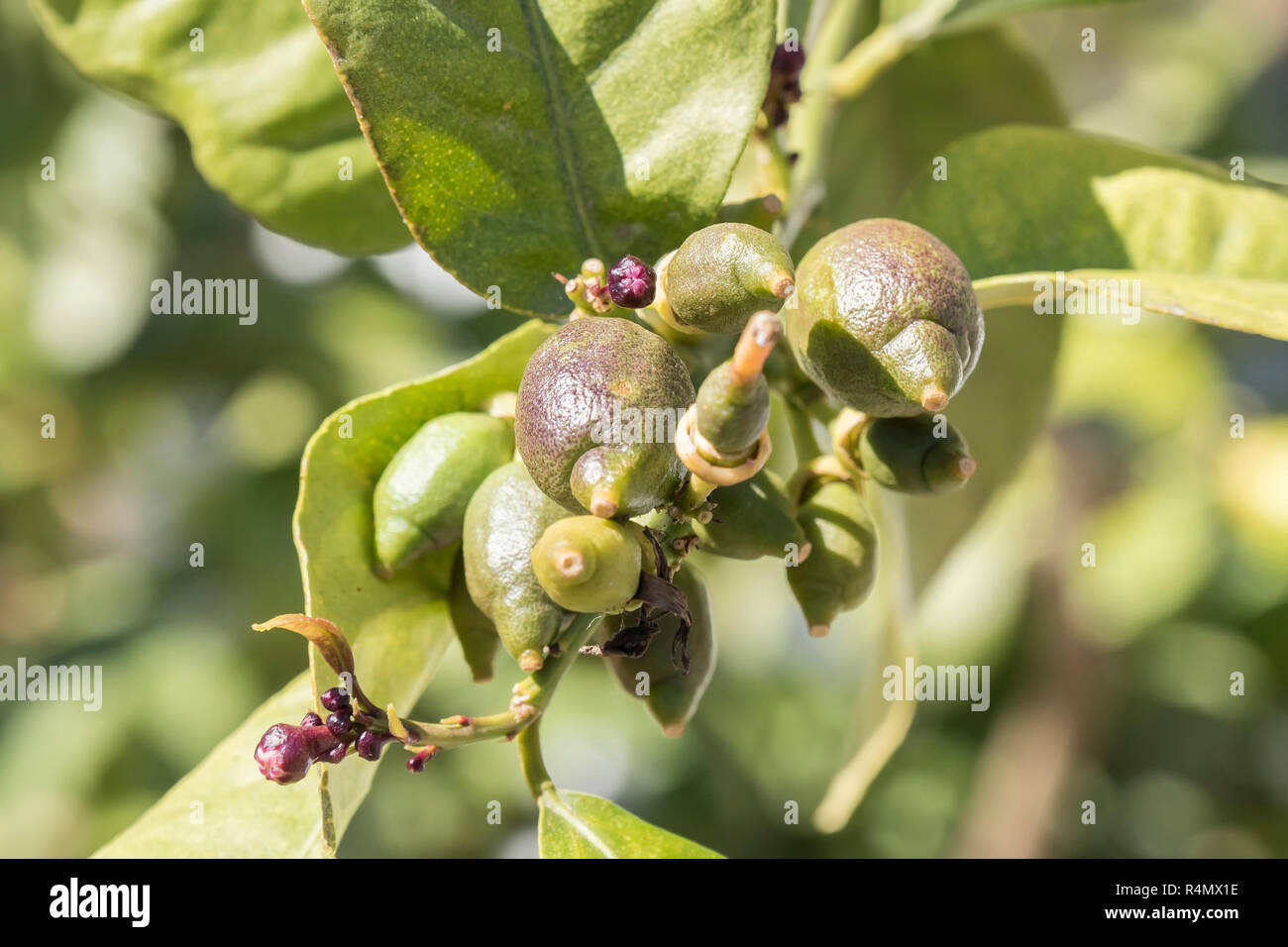 I limoni che cresce sull'albero in primavera Foto Stock