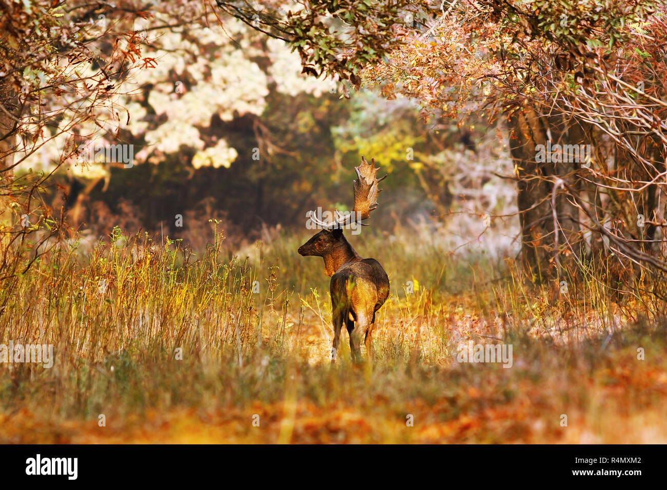 Daini buck in autunno bello e mite foresta impostazione ( Dama Dama, animale selvatico in habitat naturale, in accoppiamento stagione ) Foto Stock
