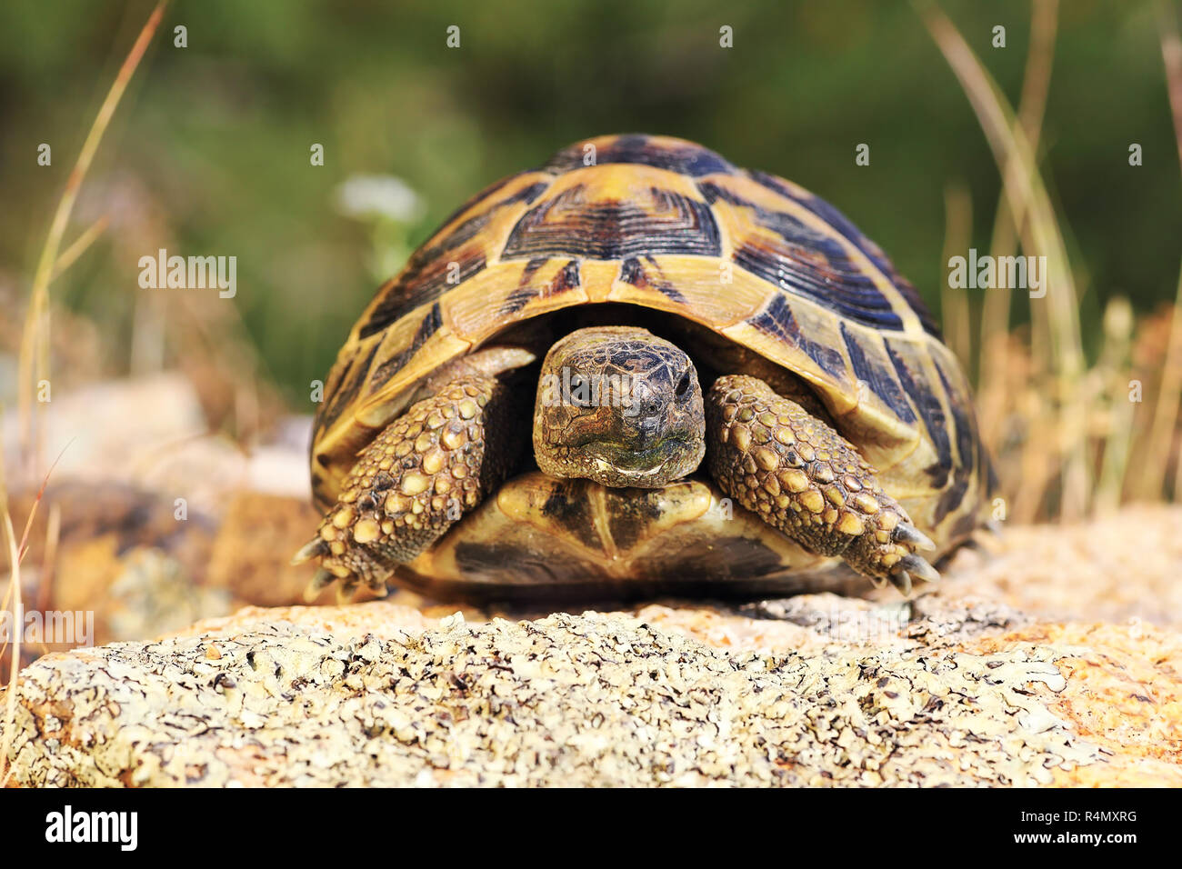 Turtoise greca, a piena lunghezza animale in ambiente naturale ( Testudo graeca ) Foto Stock