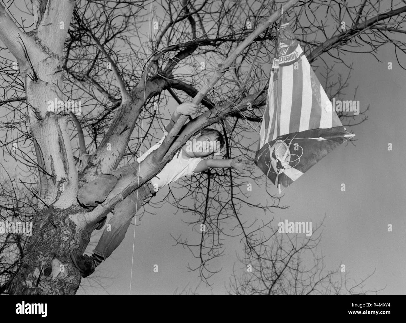 Un giovane ragazzo tenta di recuperare il suo kite da un albero in California, ca. 1955. Foto Stock