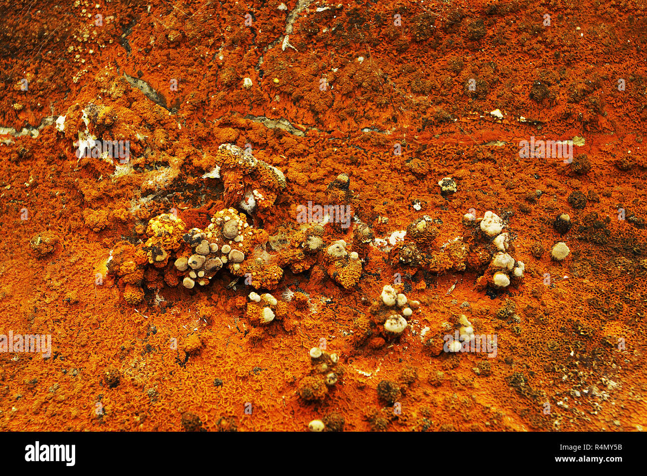 Macro shot di dry rot corpo fruttifero ( Serpula lacrymans ) Foto Stock