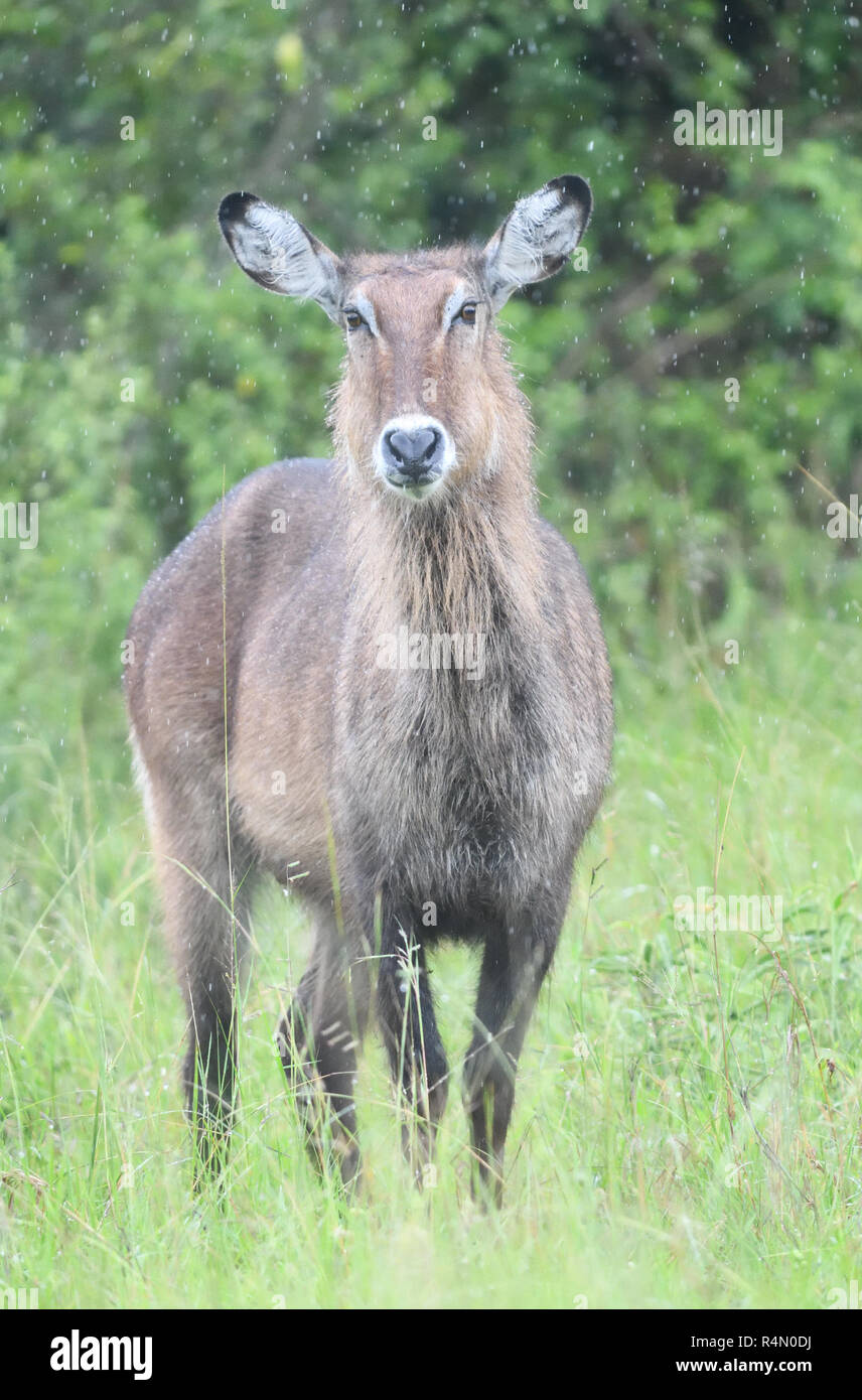 Female East African defassa Waterbuck (Kobus ellissiprymnus defassa). Parco Nazionale Queen Elizabeth, Parco Nazionale Uganda. Foto Stock