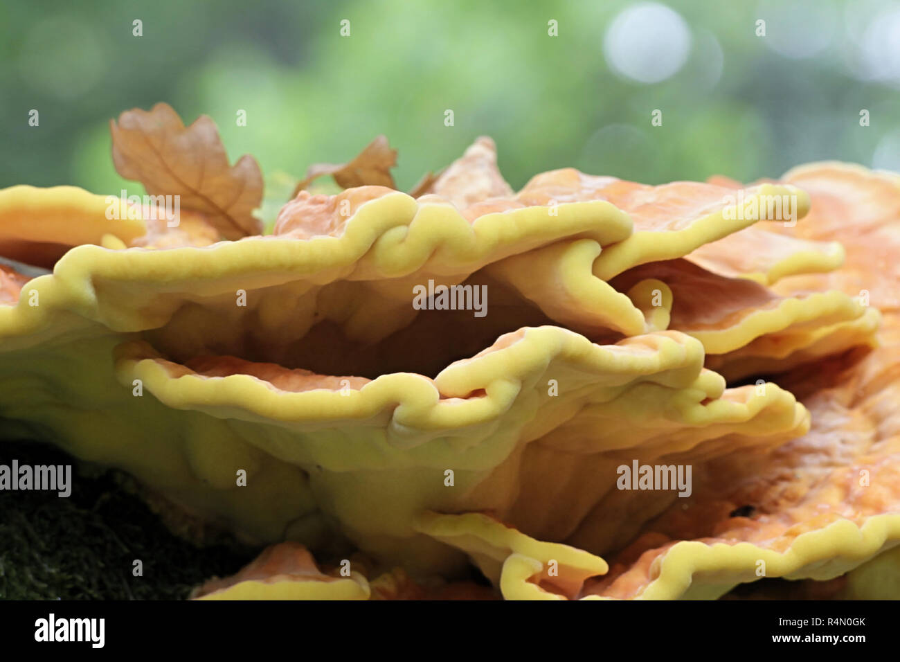 Crab-di-il-woods, chiamato anche polypore zolfo Zolfo scaffale e pollo-di-il-boschi Foto Stock