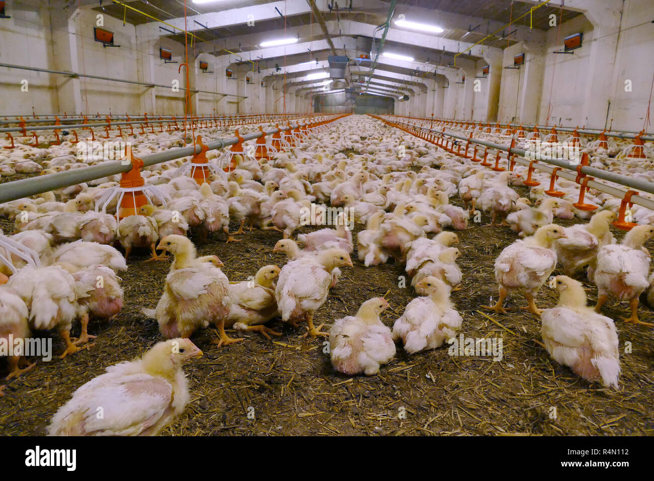 Polli da ingrasso in una moderna azienda agricola di pollame Foto Stock