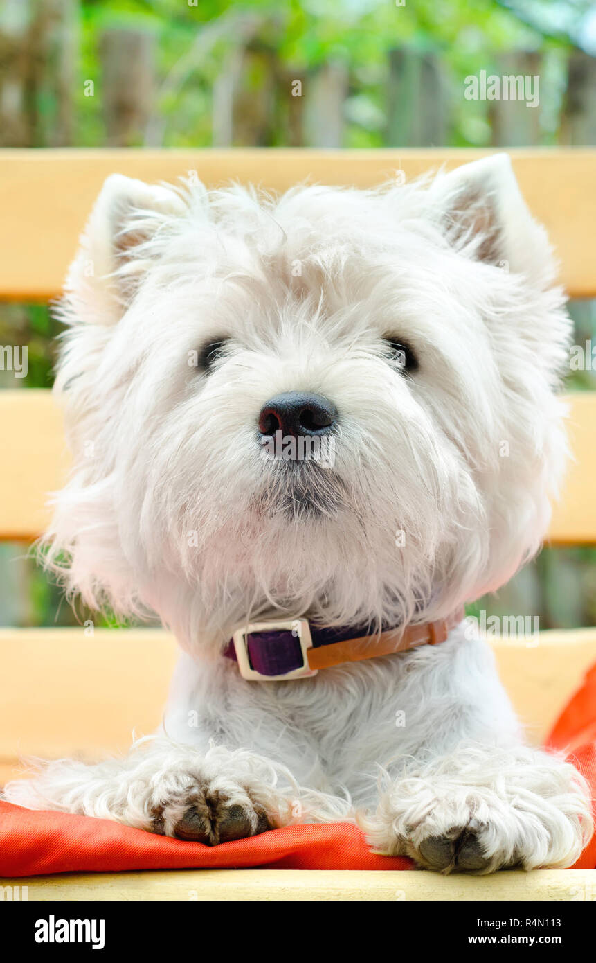 West Highland White Terrier all'aperto Foto Stock