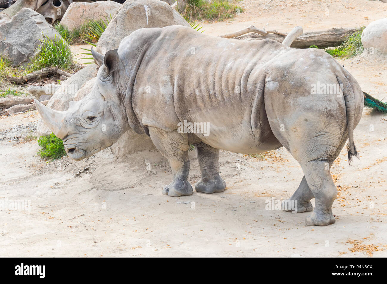 Rinoceronte bianco calma e rilassata, Ceratotherium simum Foto Stock