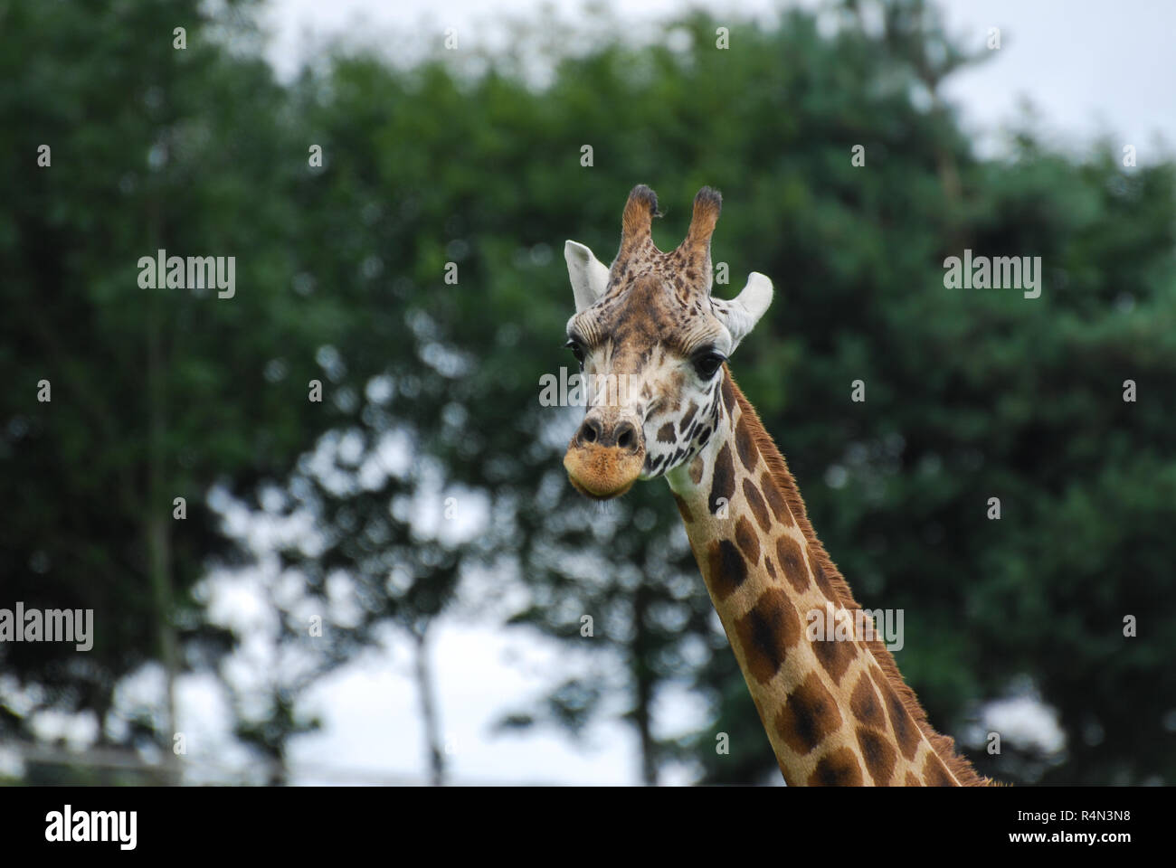 Una testa e collo foto di una giraffa Foto Stock