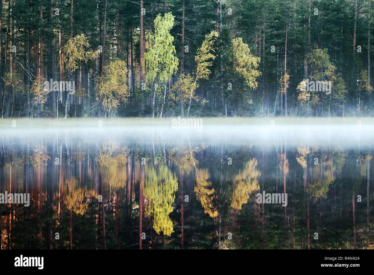 Ricca gamma di colori del bosco in autunno sulla riva di un lago tranquillo nella nebbia, albero riflessioni in acqua. La nostalgia dei giorni d'autunno in nord Foto Stock