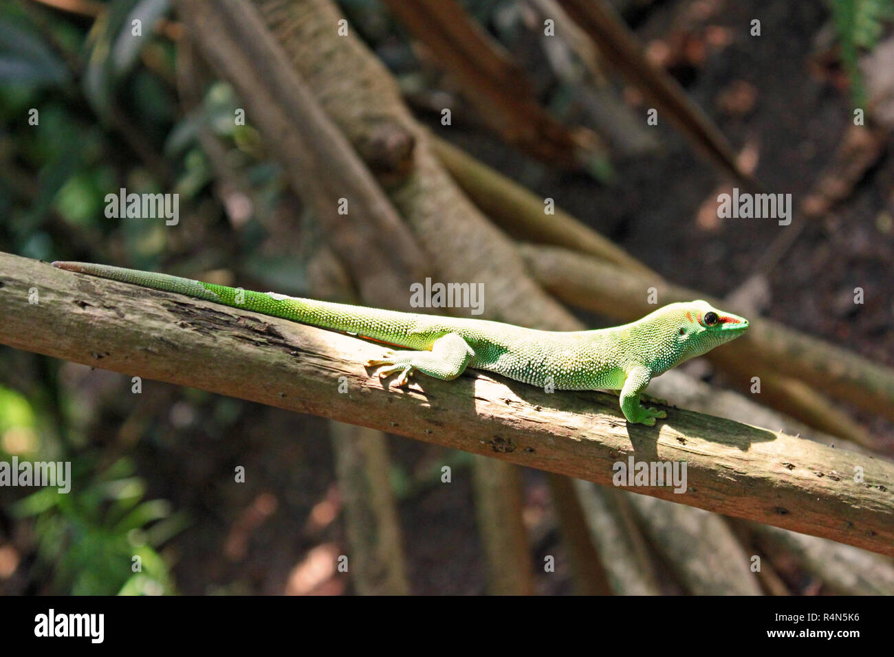 Giorno gecko su un ramo, Madagascar Foto Stock