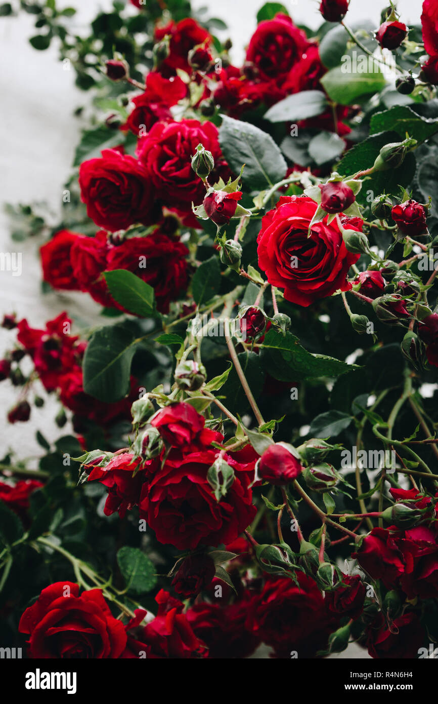 Bellissime rose rosse in un giardino tedesco dopo una molla con doccia a pioggia. Foto Stock