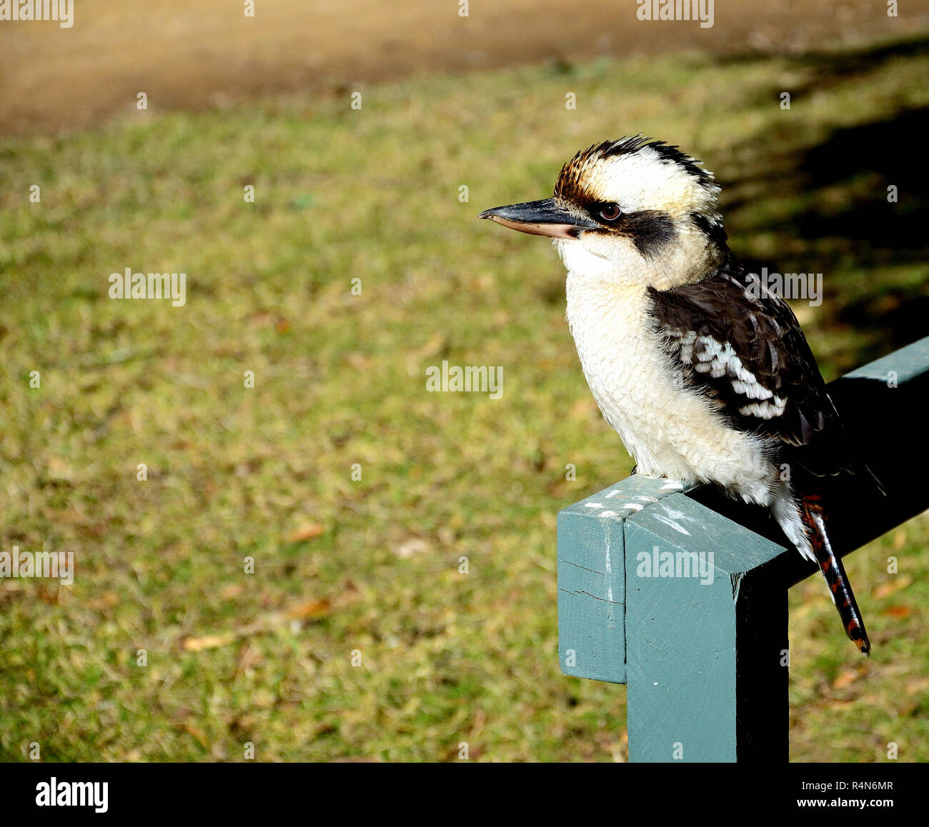 Kookaburra in piedi su un segno Foto Stock