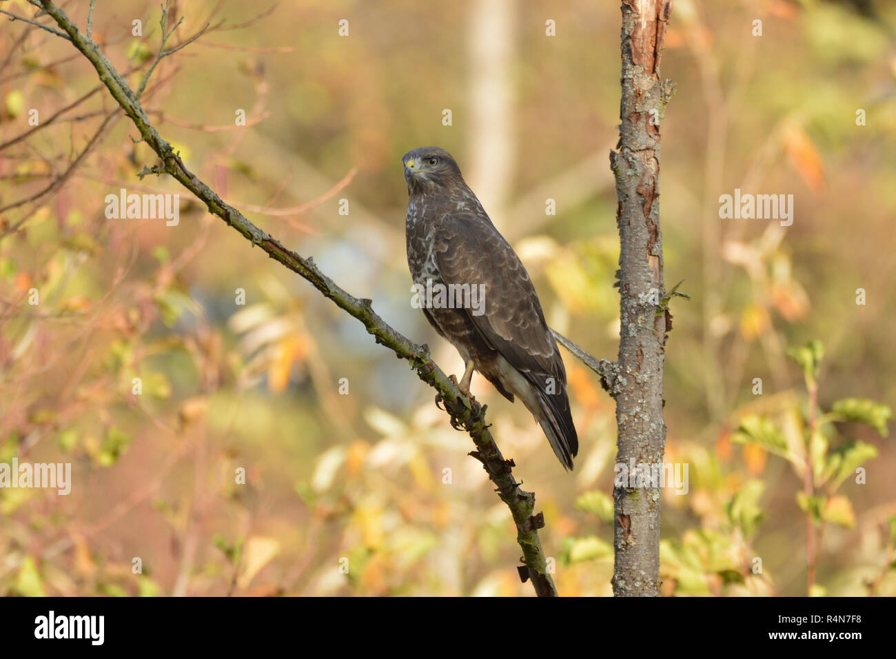 Comune Poiana su un albero morto in un bosco d'autunno. Foto Stock