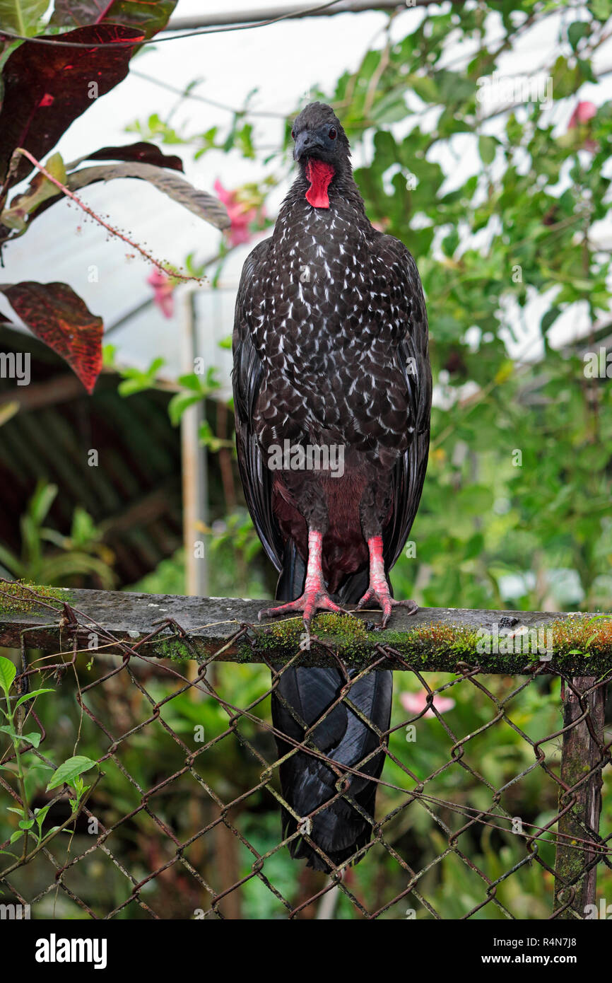 Un Creste Guan (penelope purpurascens) la foresta della Turchia, arroccato su una recinzione in Costa Rica Foto Stock