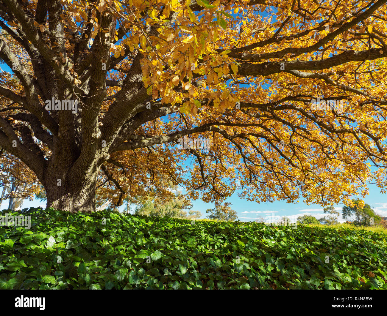 Albero con foglie di giallo durante l'autunno Foto Stock