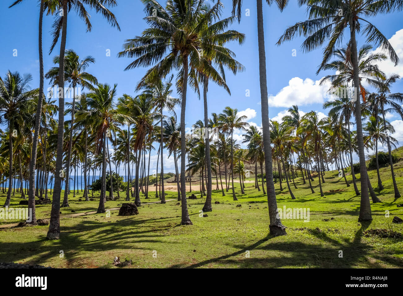 Anakena Palm Beach e Moais statue sito ahu Nao Nao, isola di pasqua Foto Stock