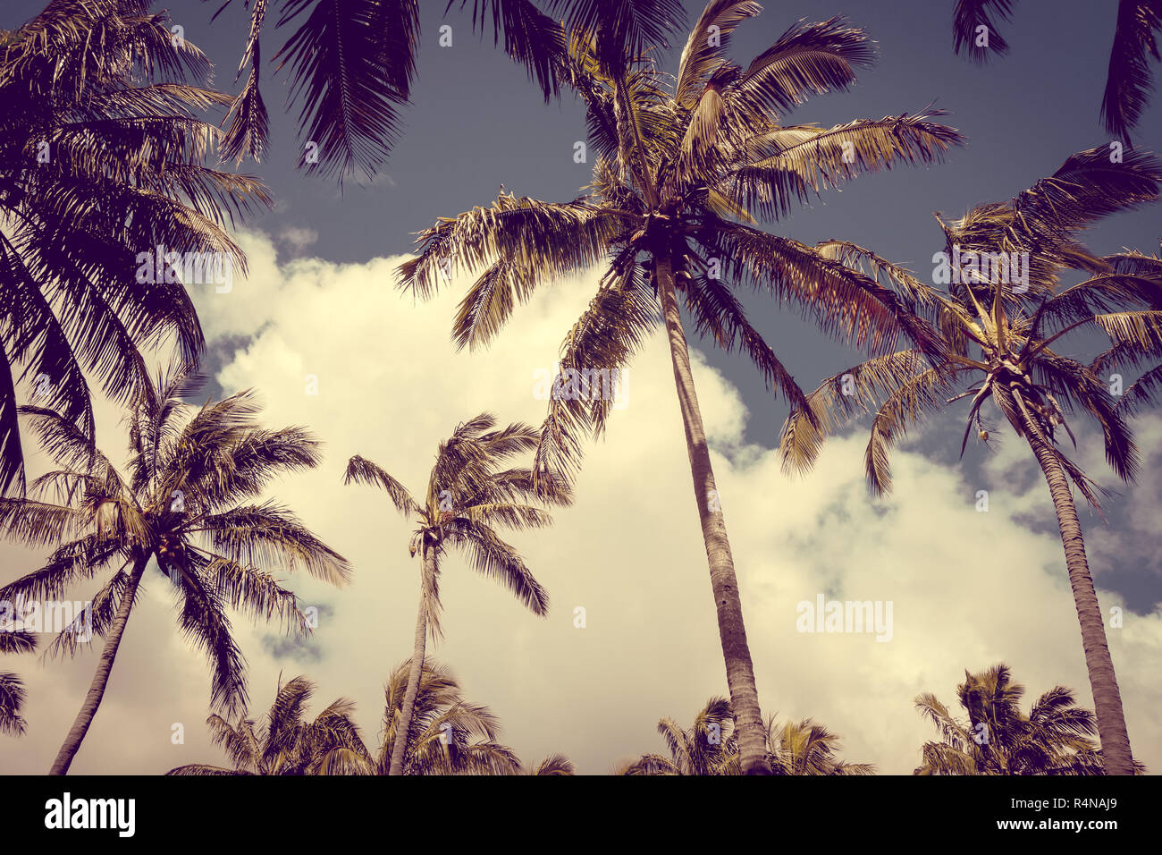Palme sulla spiaggia di Anakena, isola di pasqua Foto Stock