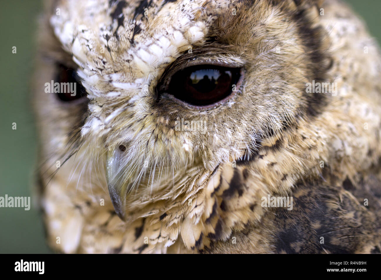 Ritratto di un collare di indù owl Foto Stock