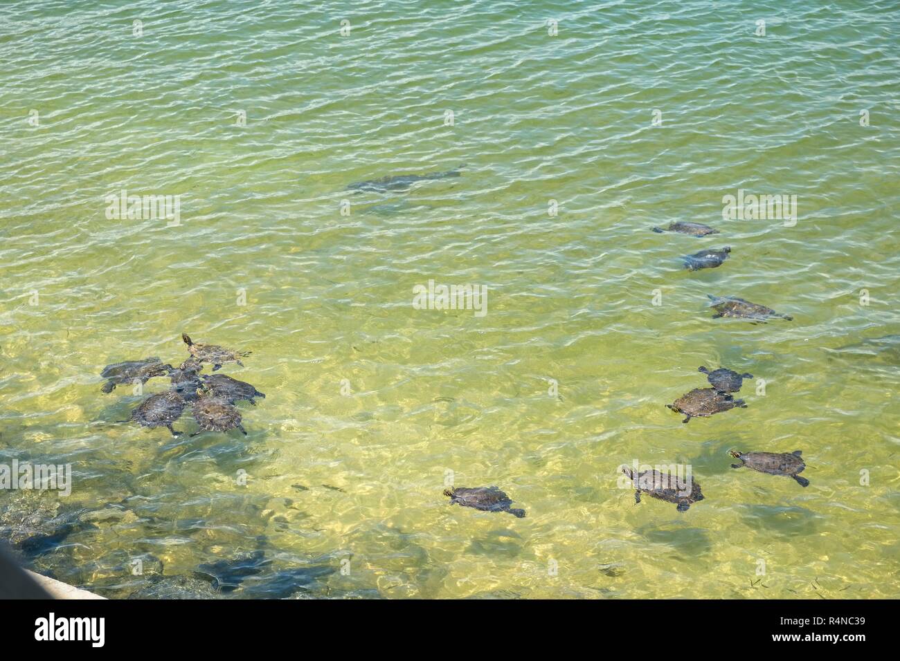 Verde le tartarughe di acqua e il lago di carpe nuotare in acque poco profonde vicino alla riva del lago di Martin Alabama, Stati Uniti d'America. Foto Stock