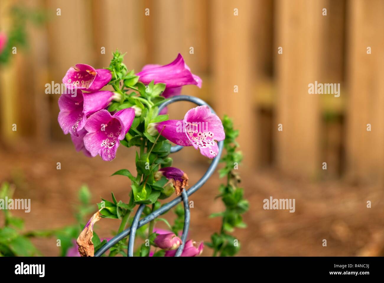 Foxglove viola, Digitalis purpurea, impianti in piena fioritura in una zona residenziale con giardino. Foto Stock