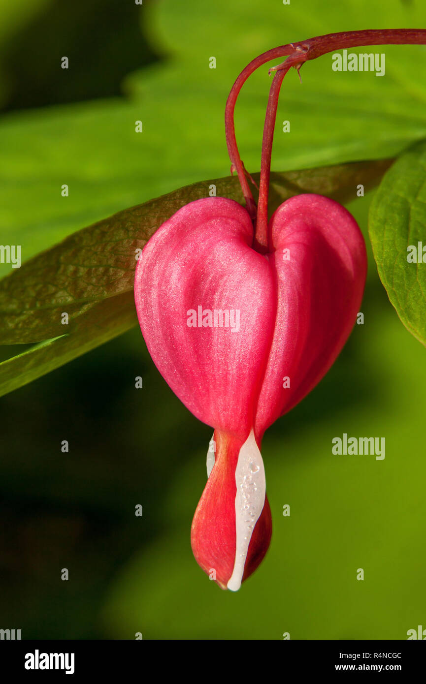 Lo spurgo del cuore - un unico fiore come un macro shot Foto Stock