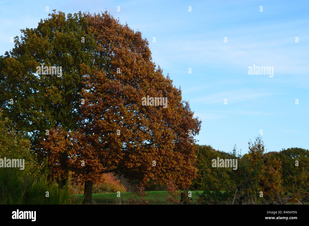 Albero di grandi dimensioni in feild Foto Stock