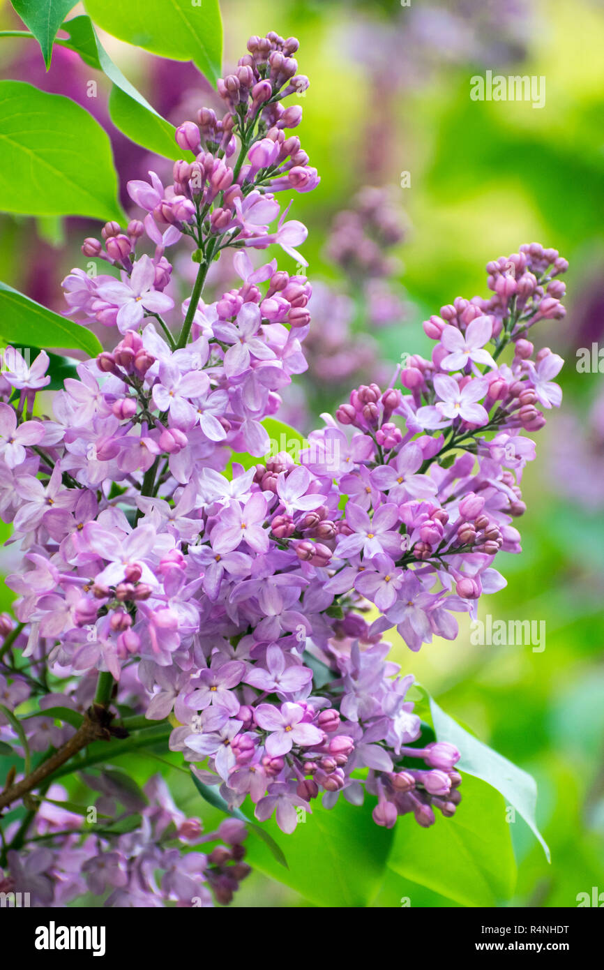 Lillà Blooming (Syringa vulgaris) Foto Stock