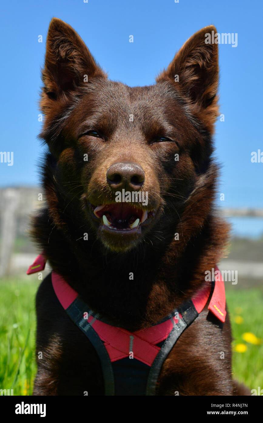 Ritratto di un australian kelpie cane con il salvataggio del sistema di cavi del cane Foto Stock